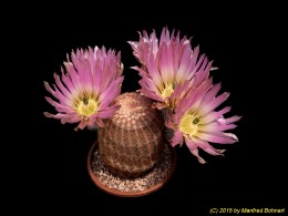 Echinocereus pectinatus 917